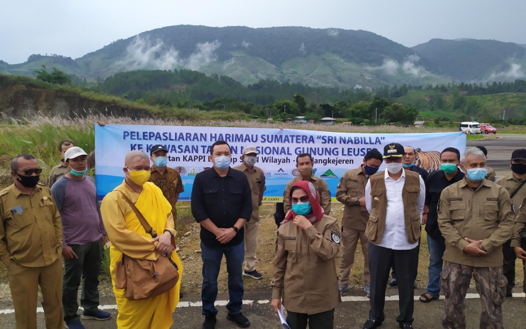 Martabe Gold Mine Supports the Release of Sumatran Tiger “Sri Nabilla” to Gunung Leuser National Park