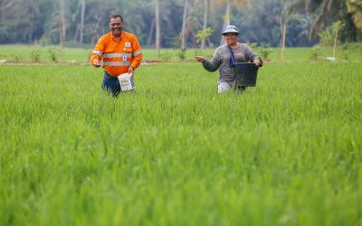 Tingkatkan Kompetensi Petani Tapanuli Selatan dengan Penyuluhan Pertanian 