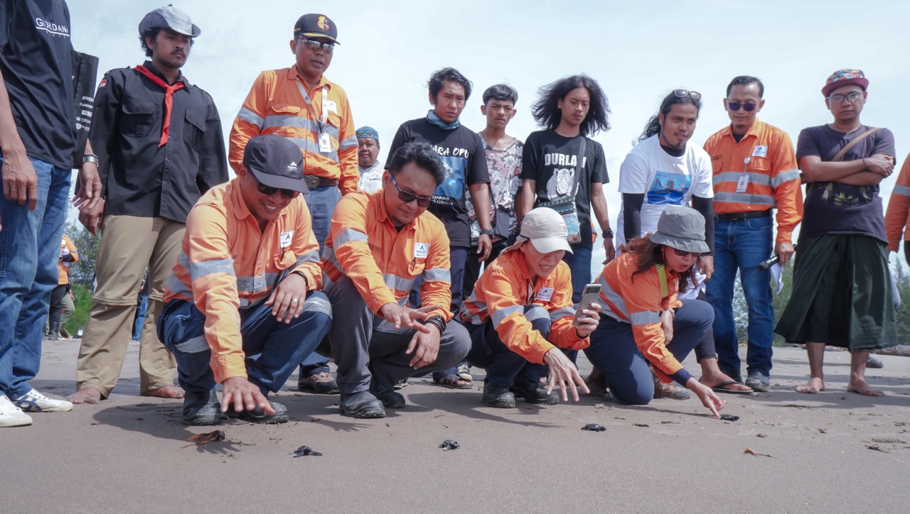 1000-turtle-hatchlings-gradually-released-at-muara-opu-to-support-turtle-conservation