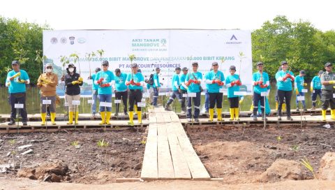 Mangroves: The Coastal Defender and Nature's Solution for Global ...