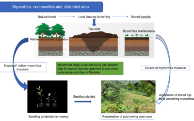 Mycorrhizae: The Invisible Ally of Plants 