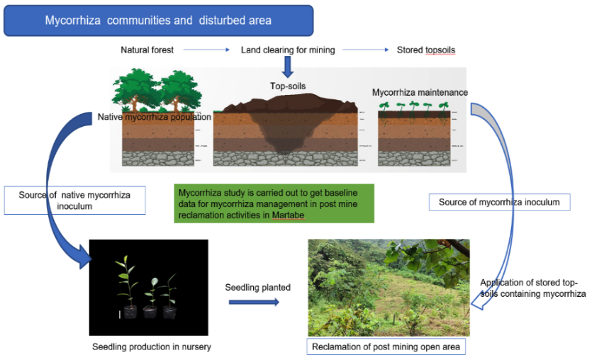 Mycorrhizae: The Invisible Ally of Plants 