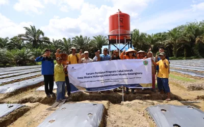 10,000 Red Chili Seedlings Boost South Tapanuli Agriculture