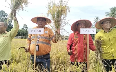 Sukses Gemilang! Kelompok Tani Mawar Panen Raya Benih Padi Berkualitas  