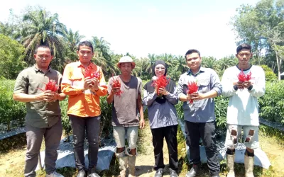 Successful First Harvest! Permata Hijau Farmers Group and Red Chili Farmers of Dusun Bongal Profited from Inflation-Resistant Crops 