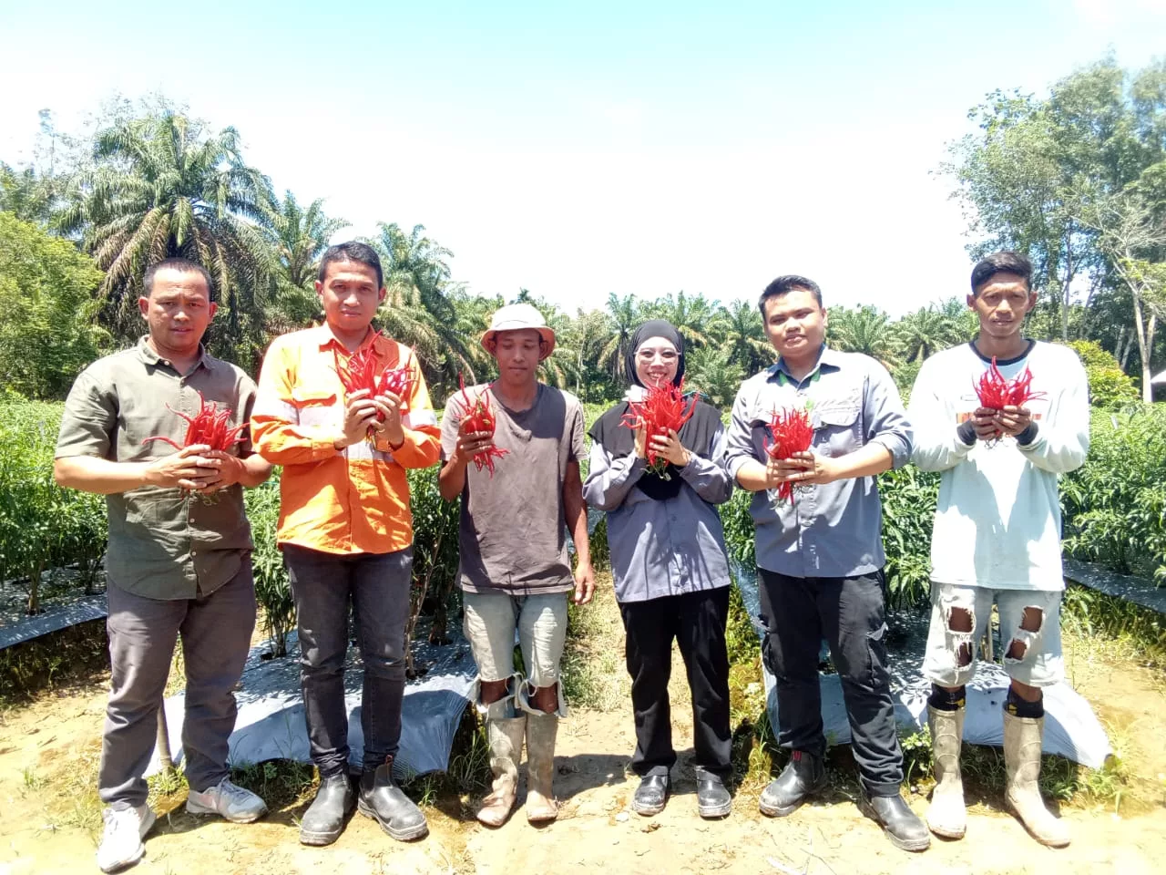 Successful First Harvest! Permata Hijau Farmers Group and Red Chili Farmers of Dusun Bongal Profited from Inflation-Resistant Crops 