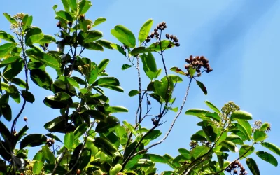 Greening Post-Mining Land with Local Simarbaliding Plants 