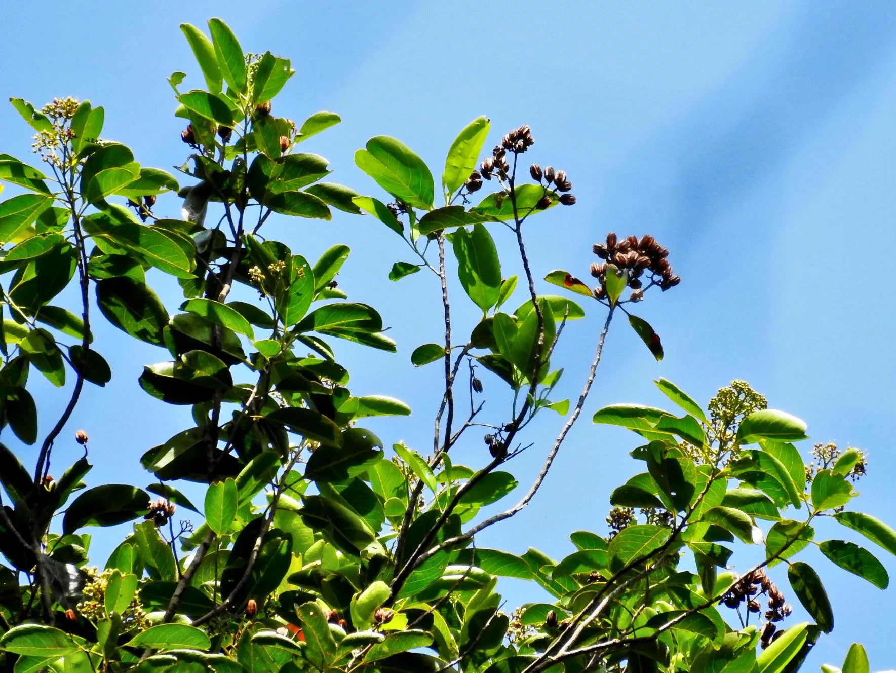 Greening Post-Mining Land with Local Simarbaliding Plants 