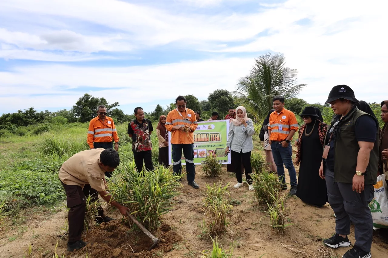 SMK Negeri 1 Muara Batang Toru's First Rhizome Cultivation Harvest