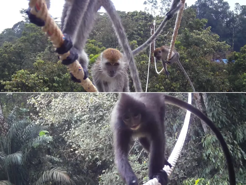 Foto 2: Sejumlah primata yang sedang berada di jembatan arboreal di kawasan Tambang Emas Martabe terekam camera trap. 