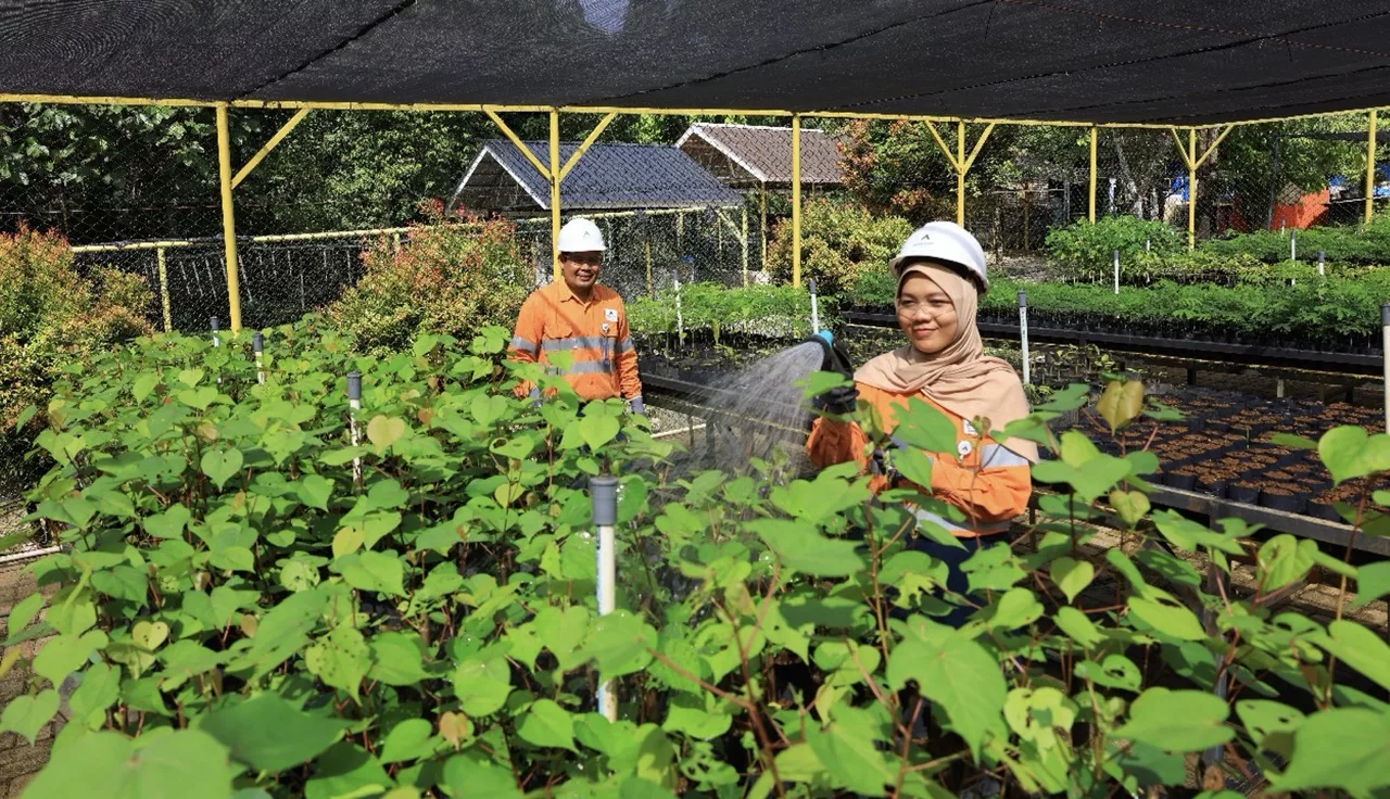 Photo 2: Employees are caring for local plants in the PT Agincourt Resources nursery facility located within the Martabe Gold Mine site, Batangtoru, South Tapanuli. (Doc: PTAR)