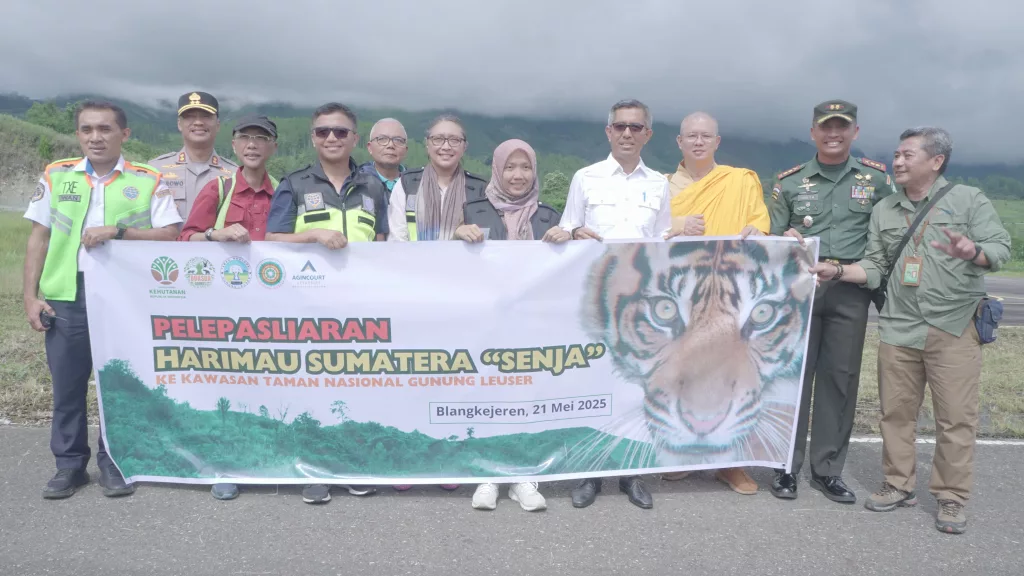 agincourt-resources-turunkan-helikopter-pelepasliaran-harimau-sumatra-senja-ke-tngl-sukses 1