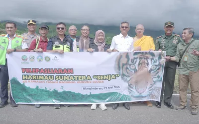 Agincourt Resources Turunkan Helikopter, Pelepasliaran Harimau Sumatra “Senja” ke TNGL Sukses