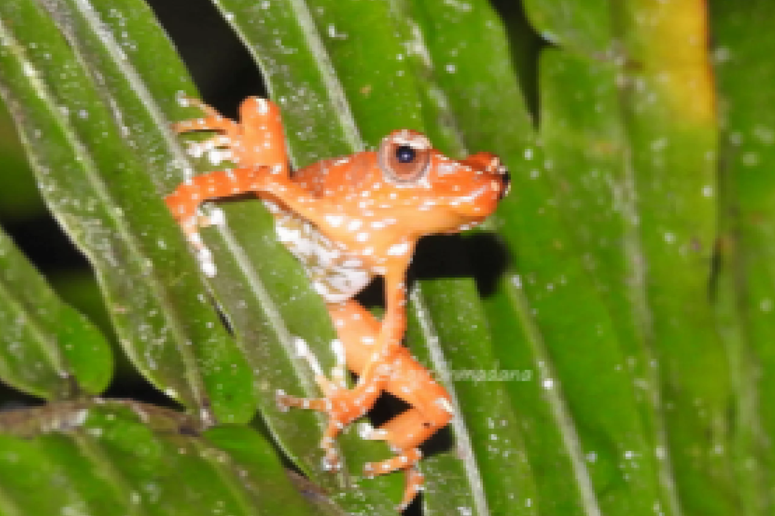 the-pearl-frog-a-silent-guardian-of-the-forest