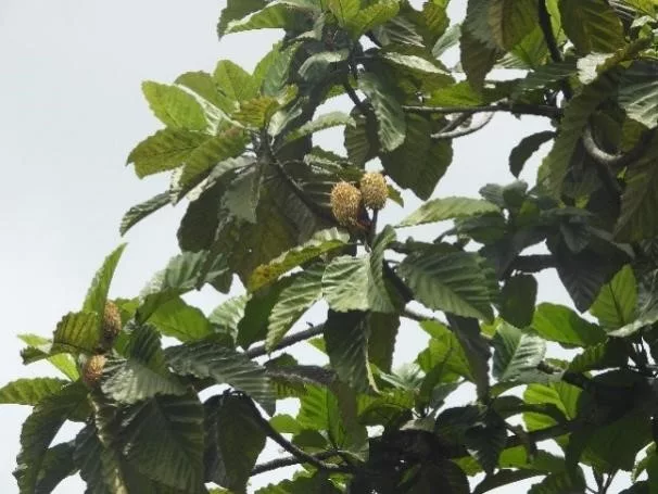 torop-sang-penjaga-hutan-dan-pakan-orangutan-tapanuli