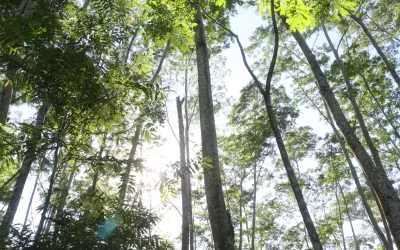Sengon: A Fast-Growing Tree with Abundant Benefits