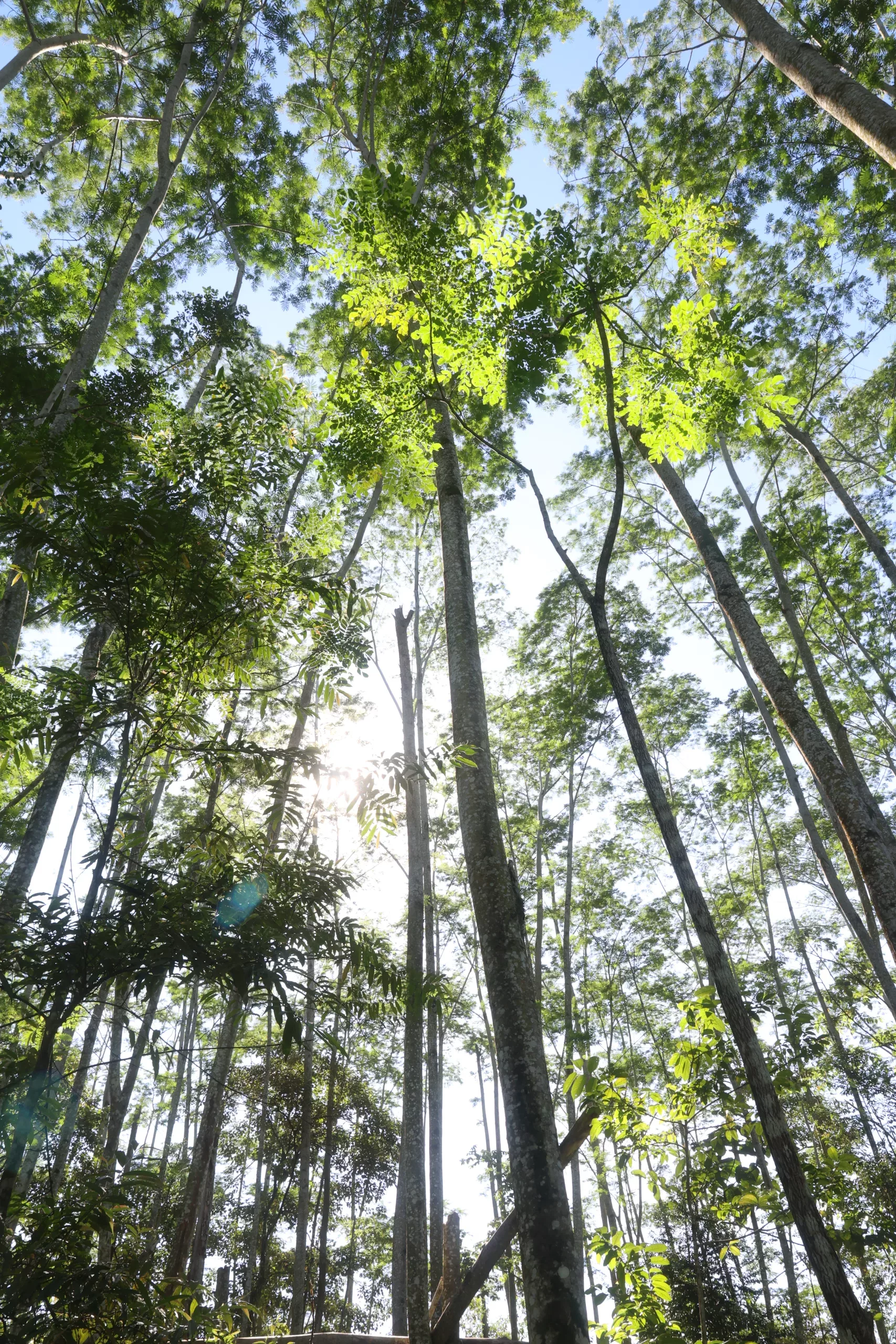 sengon-pohon-cepat-tumbuh-dengan-segudang-manfaat