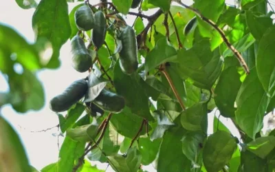 Kabau, Sumber Pakan Satwa, Penjaga Ekosistem Tropis