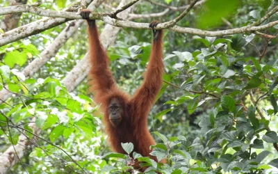 Mengenal Spesies Kunci di Tambang Emas Martabe  