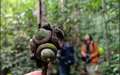 Geseng (Quercus gammeliflora) dan Segala Manfaatnya