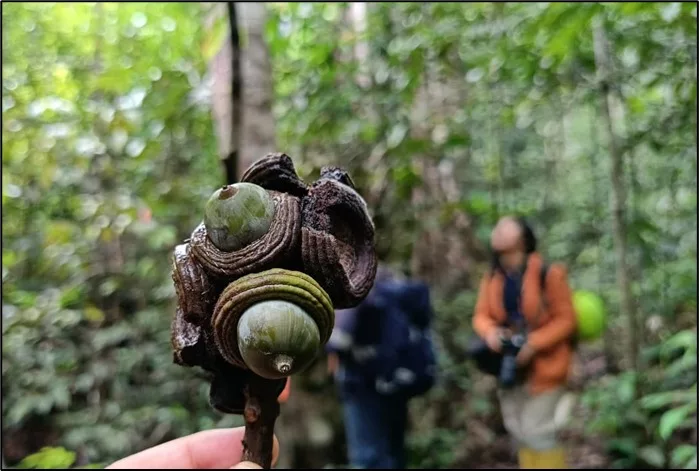 geseng-quercus-gammeliflora-dan-segala-manfaatnya geseng-quercus-gammeliflora-dan-segala-manfaatnya