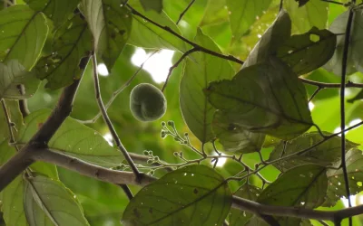 Benzoin: A Tropical Heritage Tree that Sustains Forests