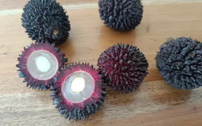 Rambutan Hutan (Nephelium cuspidatum), Penopang Kehidupan Satwa Liar dan Orang utan