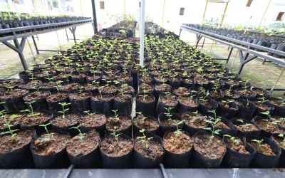 Mycorrhiza: The Silent Force that Sustains, the Root’s Quiet Ally that Strengthens