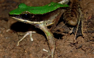 Mengintip Kehidupan Herpetofauna di Tambang Emas Martabe