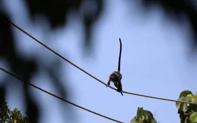 Jembatan Arboreal: Menjaga Konektivitas Kehidupan di Tambang Emas Martabe