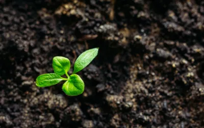 Fenologi: Cara Alam Memberi Tanda