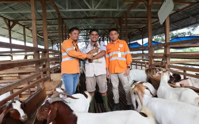 Martabe Social Enterprise: Creating Sustainable Economic Opportunities through Martabe Goat Farm and Martabe Chicken Farm