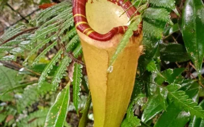 Pitcher Plant, Guardian of Ecosystem Balance