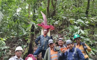 Mengenal Bunga Bangkai (Amorphophallus) di Tambang Emas Martabe