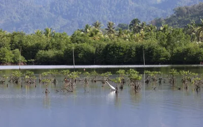 Blue Carbon, Nature’s Climate Solution from Coastal Ecosystems
