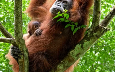 Empat Cara Induk Primata Membesarkan Anak di Hutan Batang Toru