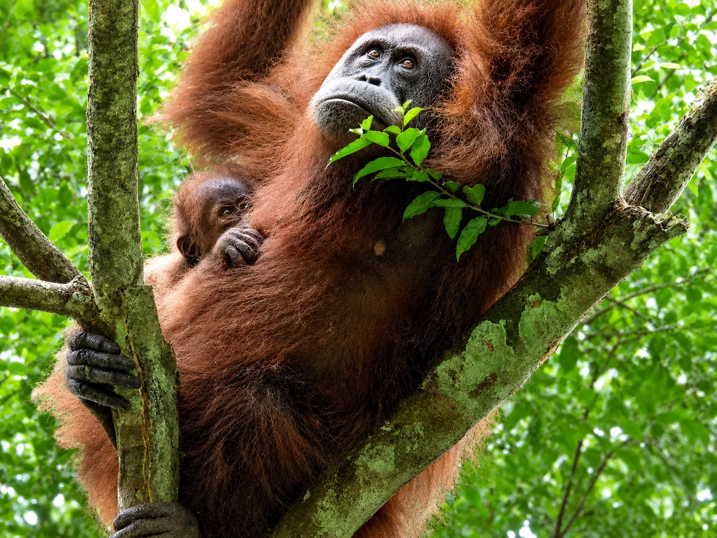 Pongo tapanuliensis