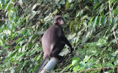Surili Sumatra: Menjaga Primata Endemik melalui Pemantauan dan Perlindungan Habitat