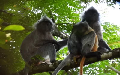 Menjaga Kanopi, Melindungi Lutung Kelabu: Mengenal Lutung Kelabu, Primata Penghuni Pepohonan yang Dilindungi