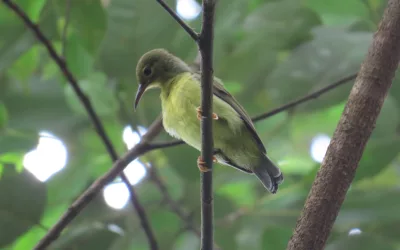 Pemantauan Burung Mendukung Upaya Pelestarian Keanekaragaman Hayati di Area Konservasi