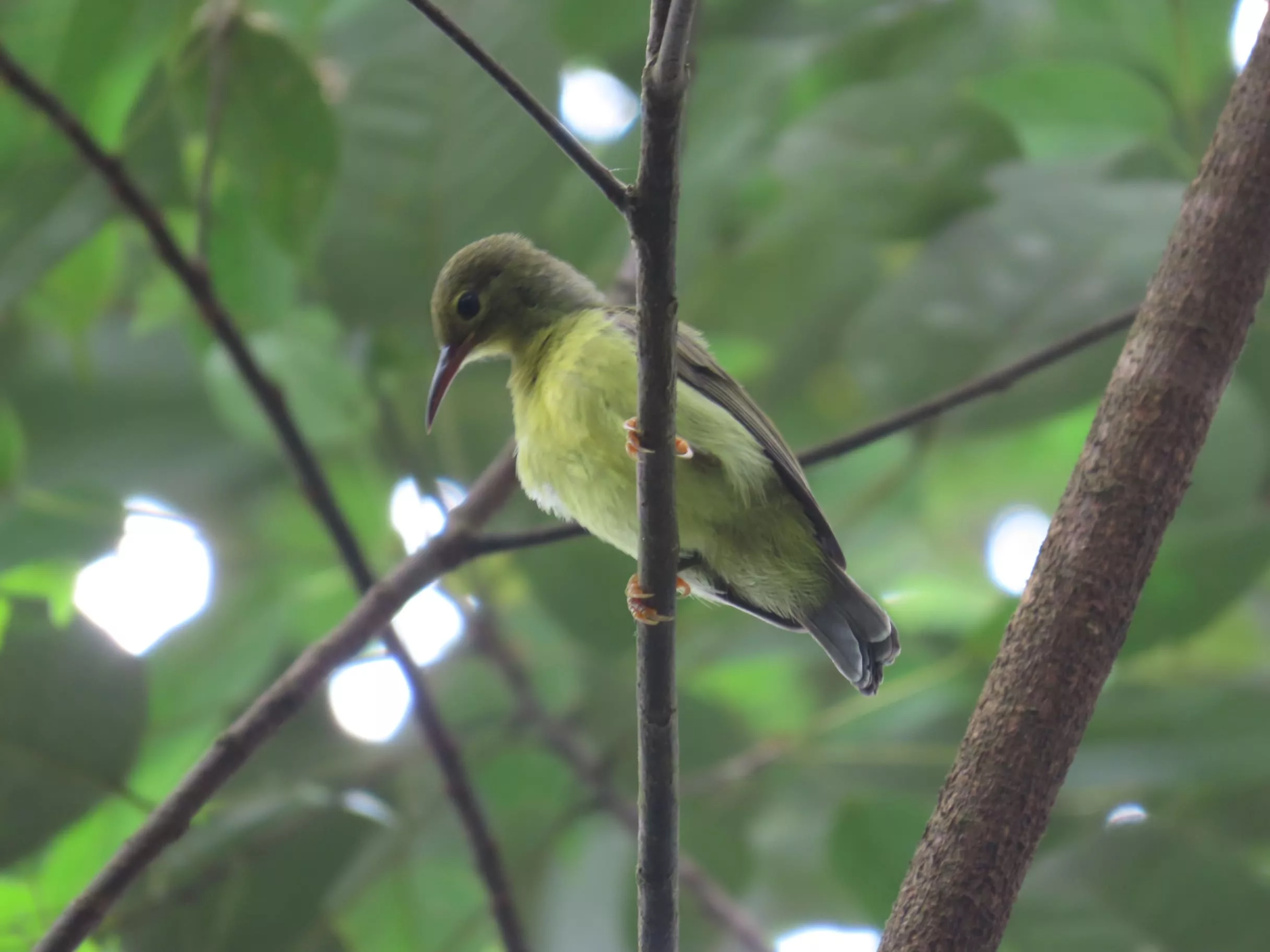 Burung madu kelapa (Anthreptes malacensis) 1